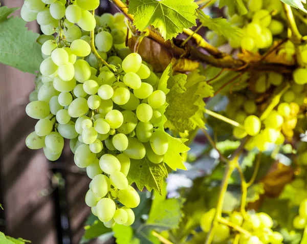 Uvas maduras de Kish-mish na videira . — Fotografia de Stock