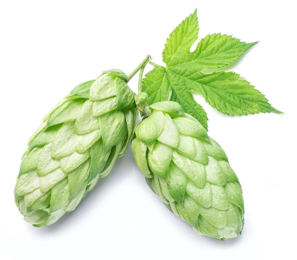 Hop cones. Isolated on white background. — Stock Photo, Image