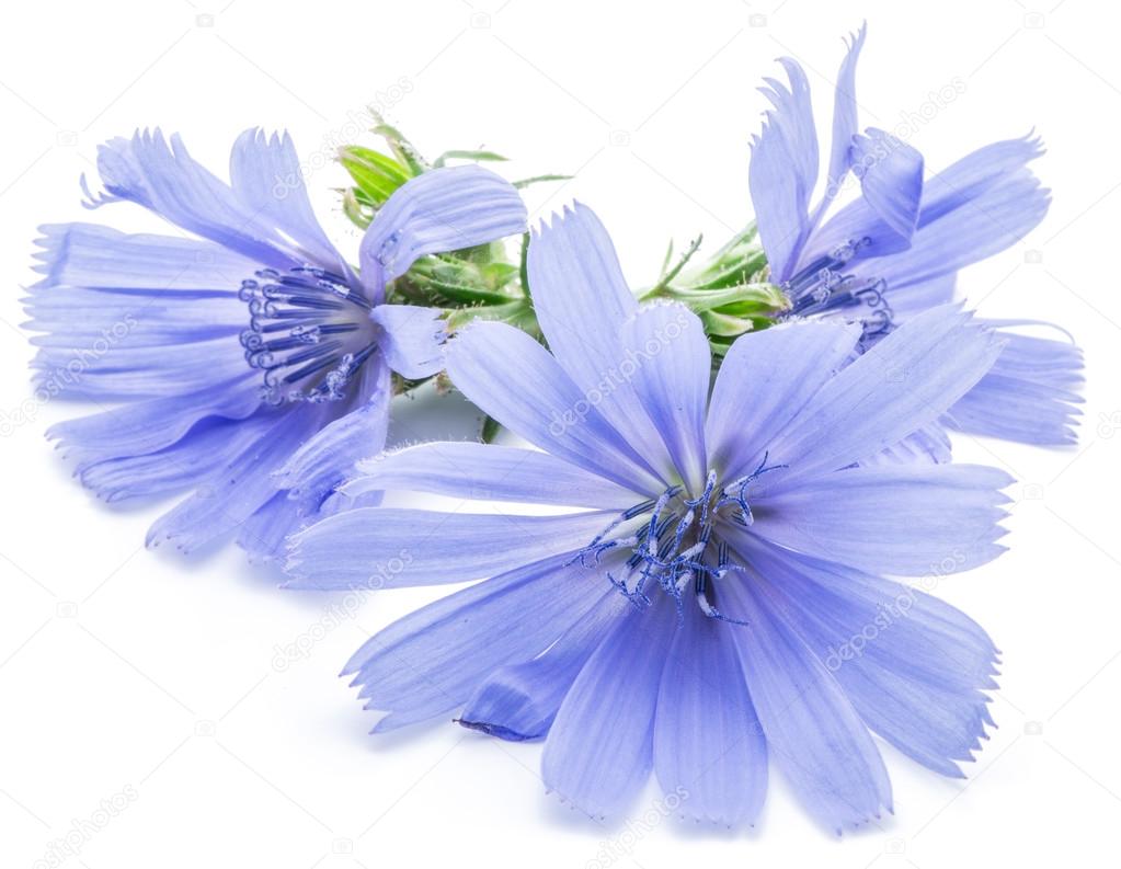 Chicory flowers isolated on the white background.