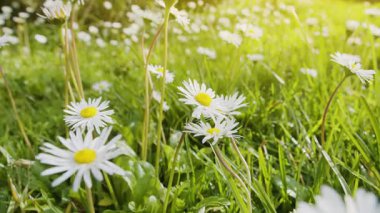 Çiçekli papatyalar yeşil çimlerde, güneşli bahar arka planında.