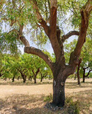 Mantar meşe çiftliği. En yakın yıllarda soymak için uygun yenilenebilir ağaç kabuğuna sahip meşe gövdesi..