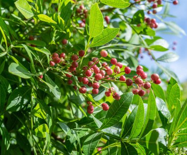Peru biber ağacı dalında taze pembe biber. Arka planda mavi gökyüzü.