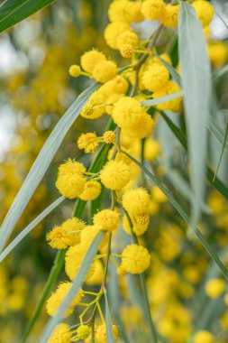 Açık sarı tüylü mimoza çiçekleri (Acacia saligna veya altın gerdanlı), güneşli bir günde açık havada çekilmiş yeşil yapraklarla çiçek açarlar. Bu canlı bitki genellikle mimoza ya da gerdan olarak bilinir ve baharın popüler bir sembolüdür.