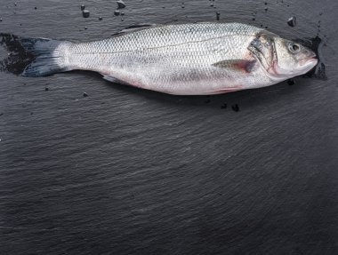 Levrek balığı grafit yönetim kurulu.