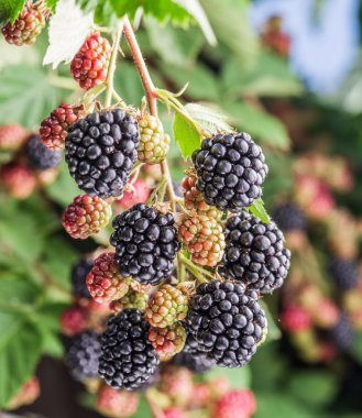 Böğürtlen bahçedeki çalı üzerinde.