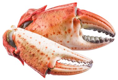 Pişmiş Yengeç pençeleri. Dosyada, kırpma yolları.