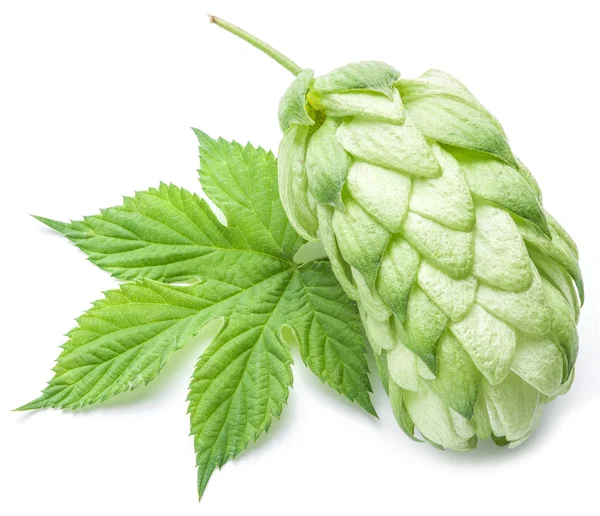 Hop cones. Isolated on white background. — Stock Photo, Image