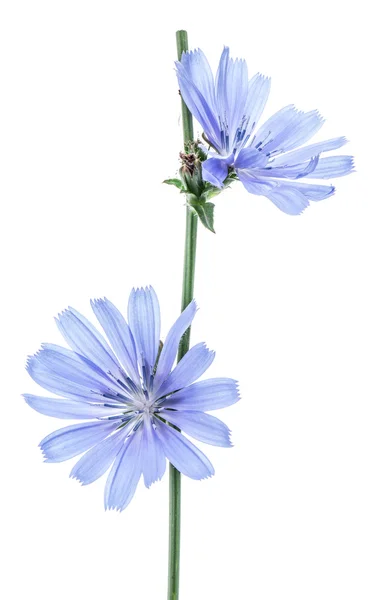 Chicory flowers isolated on the white background. — Stock Photo, Image