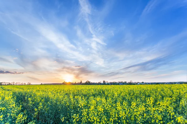 Feld mit Rapspflanzen und blauem Himmel im Hintergrund. — Stockfoto