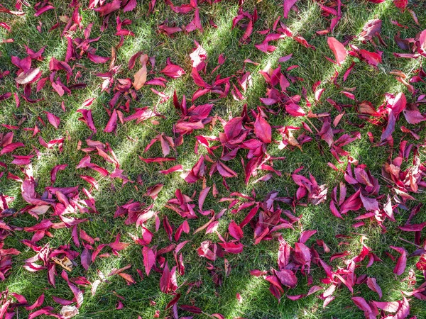 Folhas vermelhas na grama verde . — Fotografia de Stock