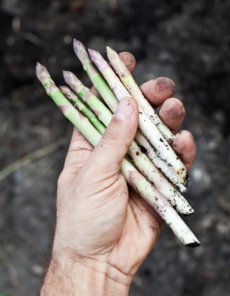 Scheuten van asperge in man's hand. — Stockfoto