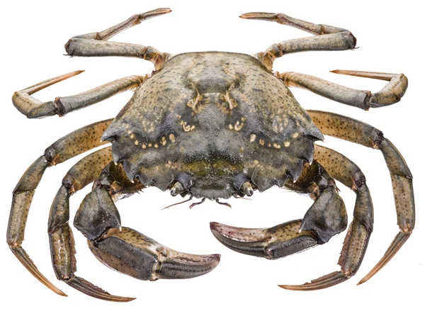 Carcinus maenas crabe vivant comestible . — Photo