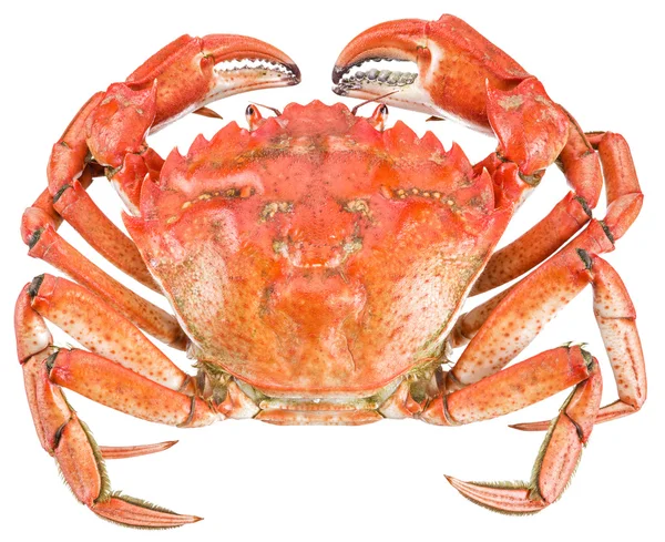 Cooked crab. File contains clipping paths. — Stock Photo, Image