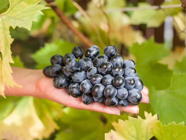 Purple grape in the hands. — Stock Photo, Image