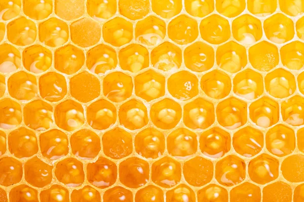 Panal de abeja. Imagen de alta calidad . —  Fotos de Stock