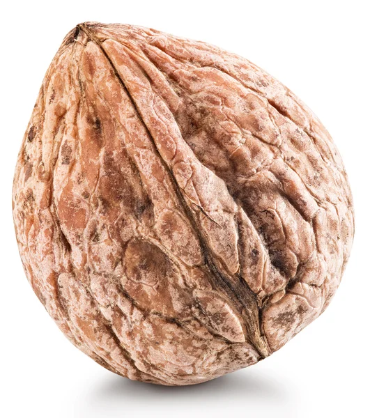 One whole walnut. — Stock Photo, Image