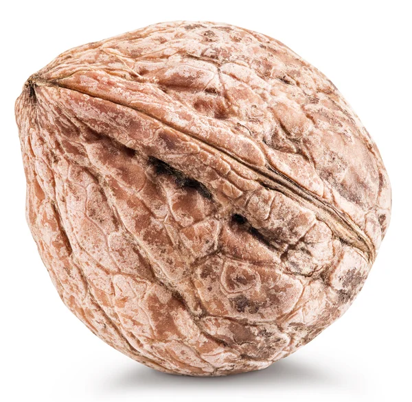 One whole walnut. — Stock Photo, Image