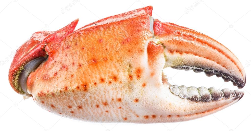 Cooked crab claws. File contains clipping paths.