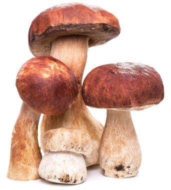 Beyaz bir arka plan üzerinde izole Porcini mantar.