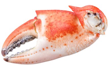 Pişmiş Yengeç pençeleri. Dosyada, kırpma yolları.