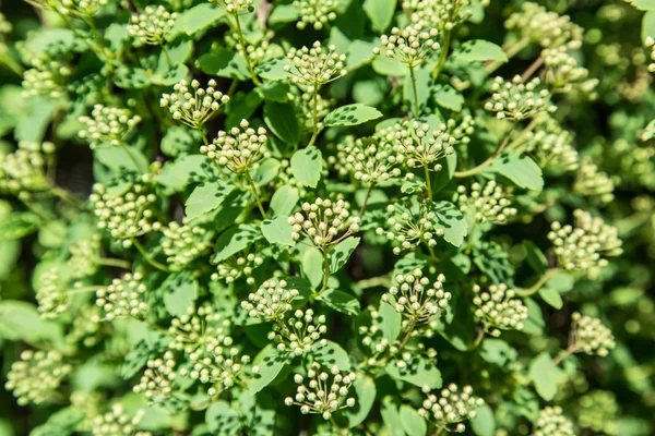 Folhas de arbusto coloridas. Imagem de close-up . — Fotografia de Stock