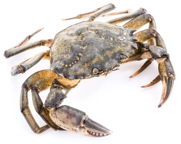 Carcinus maenas-ätbara levande krabba. — Stockfoto