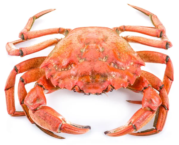 Cooked crab on a white background. — Stock Photo, Image