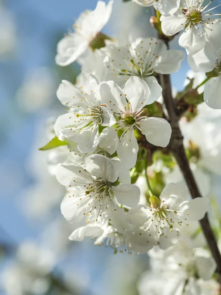 Blooming apple tree twig. — Stock Photo, Image