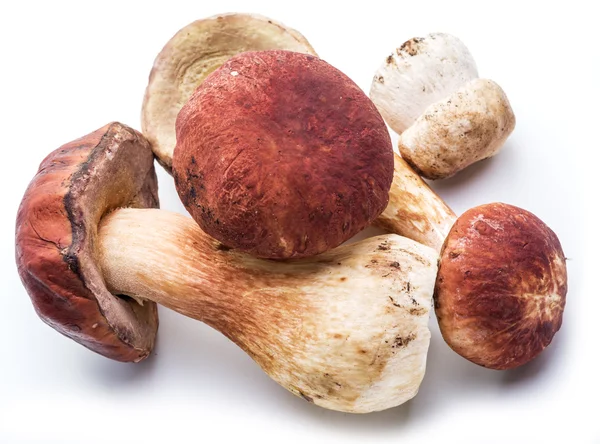 Porcini mushrooms isolated on a white background. — Stock Photo, Image