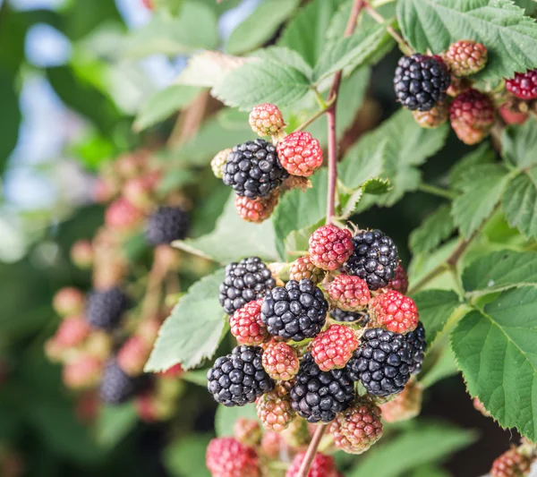 Brombeeren am Strauch im Garten. — Stockfoto