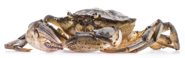 Carcinus maenas-ätbara levande krabba. — Stockfoto