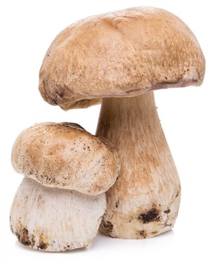 Beyaz bir arka plan üzerinde izole Porcini mantar.
