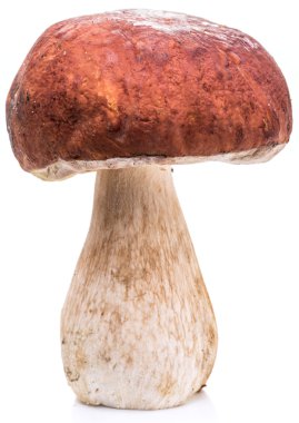 Beyaz bir arka plan üzerinde izole Porcini mantar.
