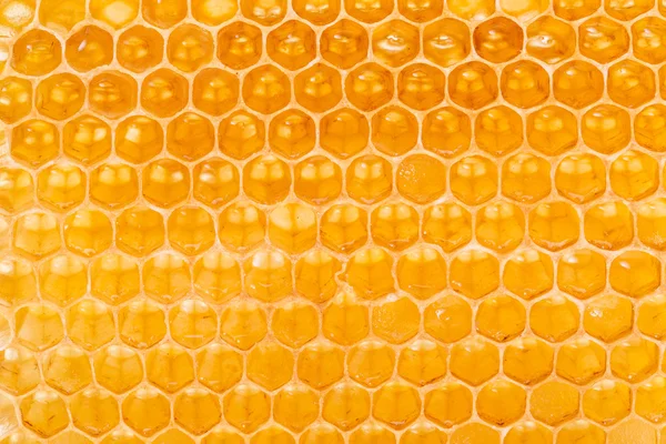 Panal de abeja. Imagen de alta calidad . — Foto de Stock