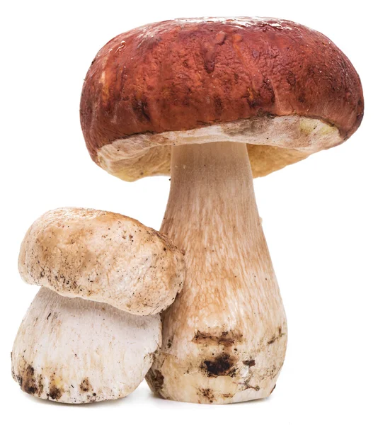 Beyaz bir arka plan üzerinde izole Porcini mantar.