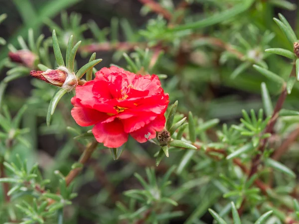 Flor de verdolaga roja en el jardín . —  Fotos de Stock
