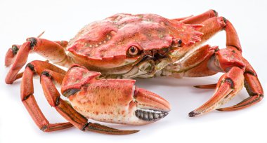 Beyaz arkaplanda pişmiş yengeç.