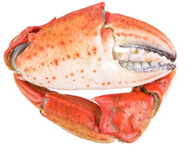 Pişmiş Yengeç pençeleri. Dosyada, kırpma yolları.