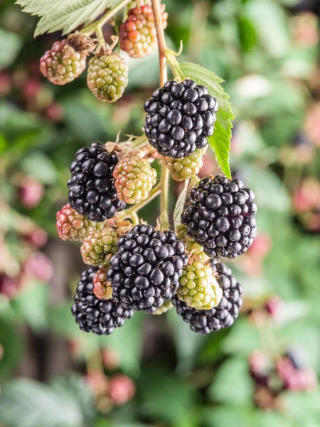 Blackberries on the shrub in the garden. — Stock Photo, Image