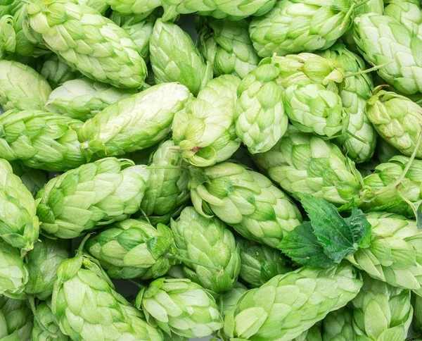 Hop cones in the old wooden tray. — Stock Photo, Image