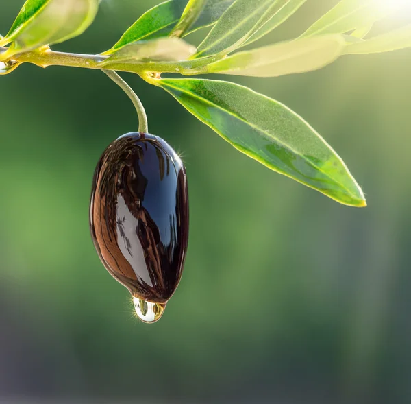 Olivový olej kapky z oliv berry. — Stock fotografie