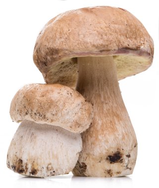Beyaz bir arka plan üzerinde izole Porcini mantar.