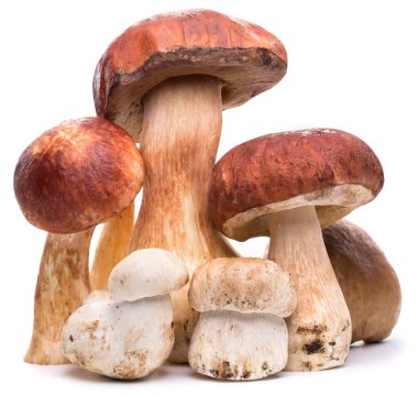 Beyaz bir arka plan üzerinde izole Porcini mantar.