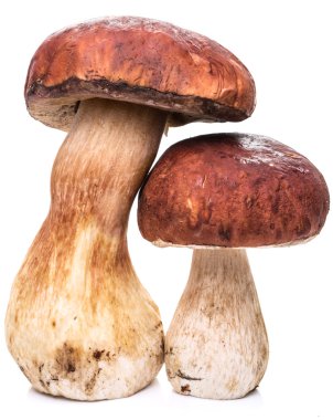 Beyaz bir arka plan üzerinde izole Porcini mantar.