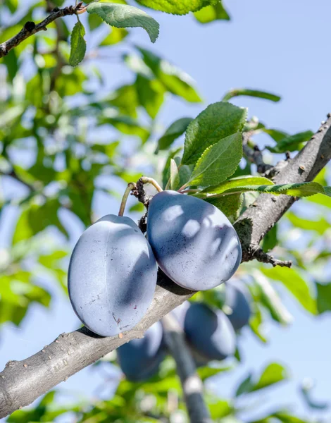 Reife Pflaumen auf dem Baum. — Stockfoto