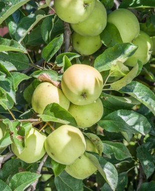 Olgun Golden Delicious elma ağacı üzerinde.