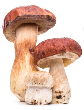 Beyaz bir arka plan üzerinde izole Porcini mantar.