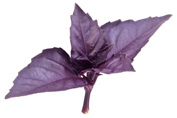 Hojas de albahaca violeta aisladas sobre un blanco . —  Fotos de Stock