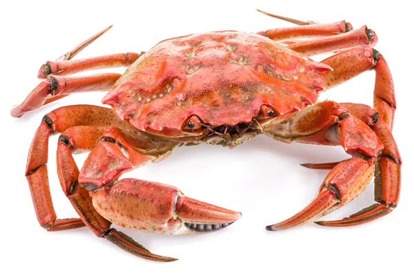Kokt krabba på en vit bakgrund. — Stockfoto