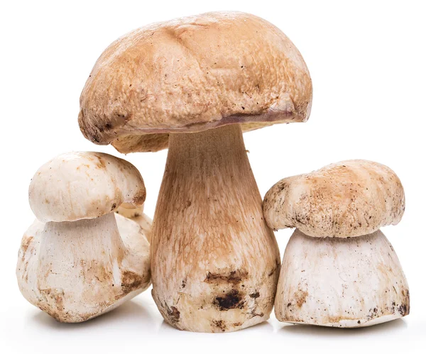 Champiñones porcini aislados sobre un fondo blanco . —  Fotos de Stock